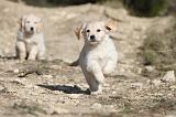 GOLDEN RETRIEVER 527